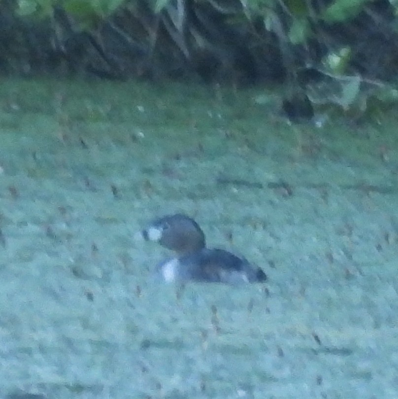 Pied-billed Grebe - ML620307505