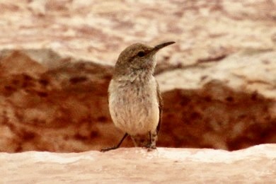 Rock Wren - ML620307506