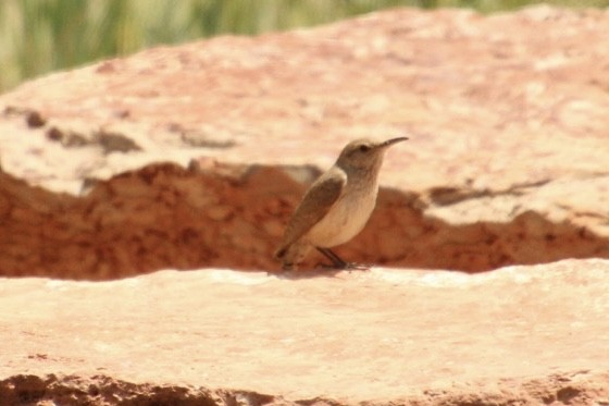 Rock Wren - ML620307507