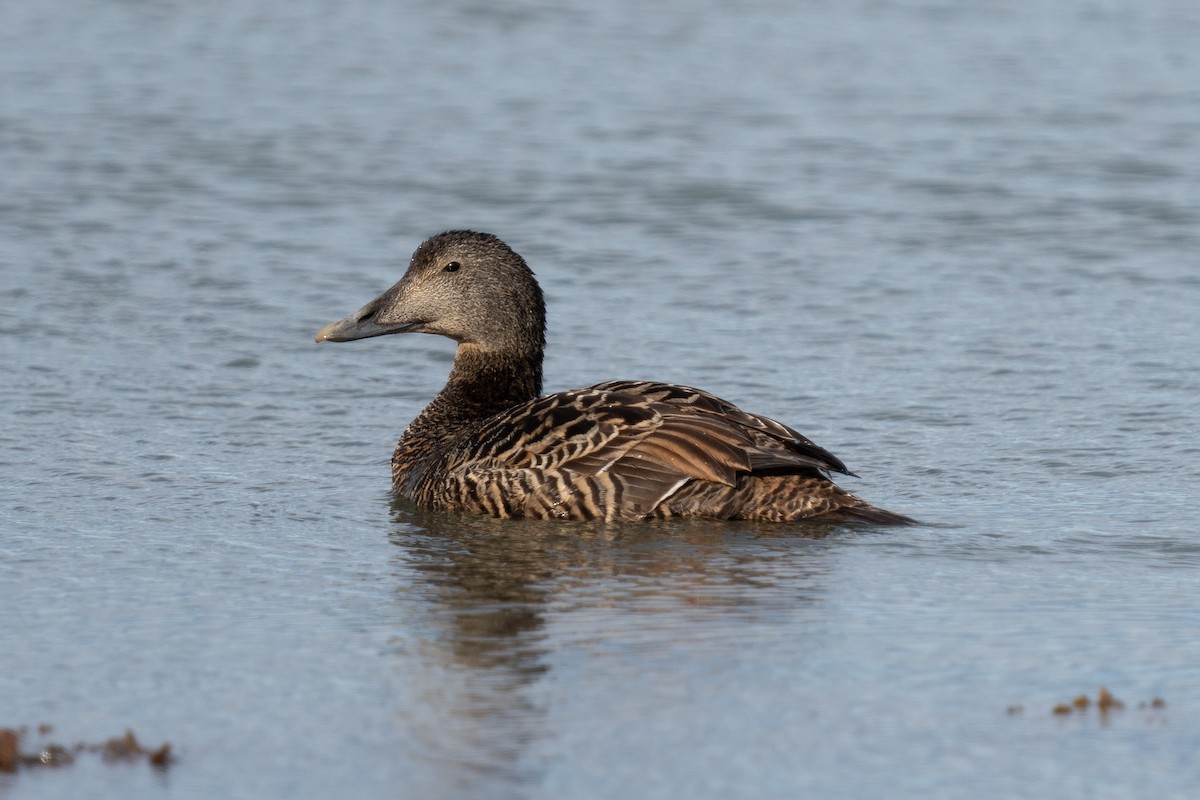 Common Eider - ML620307510