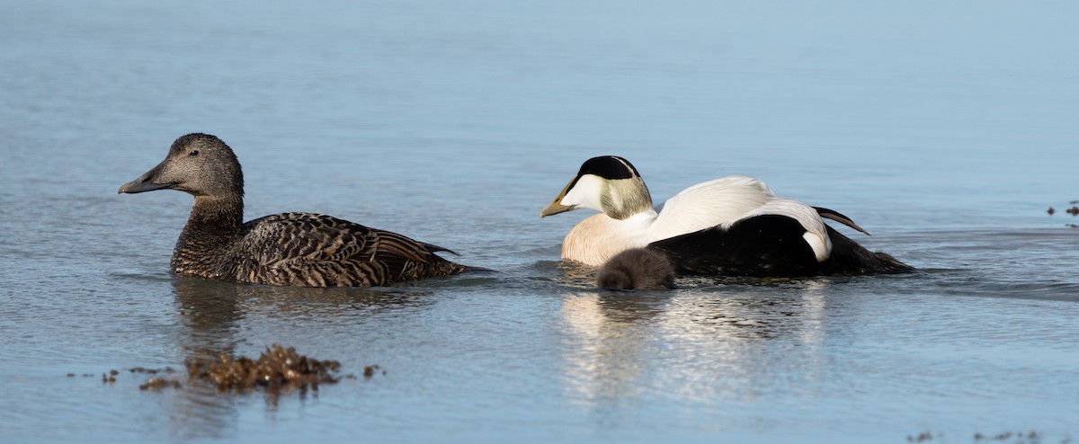 Common Eider - ML620307511