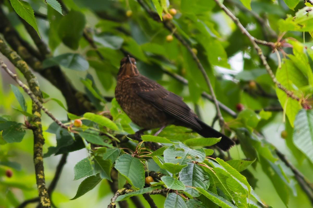 Eurasian Blackbird - ML620307512