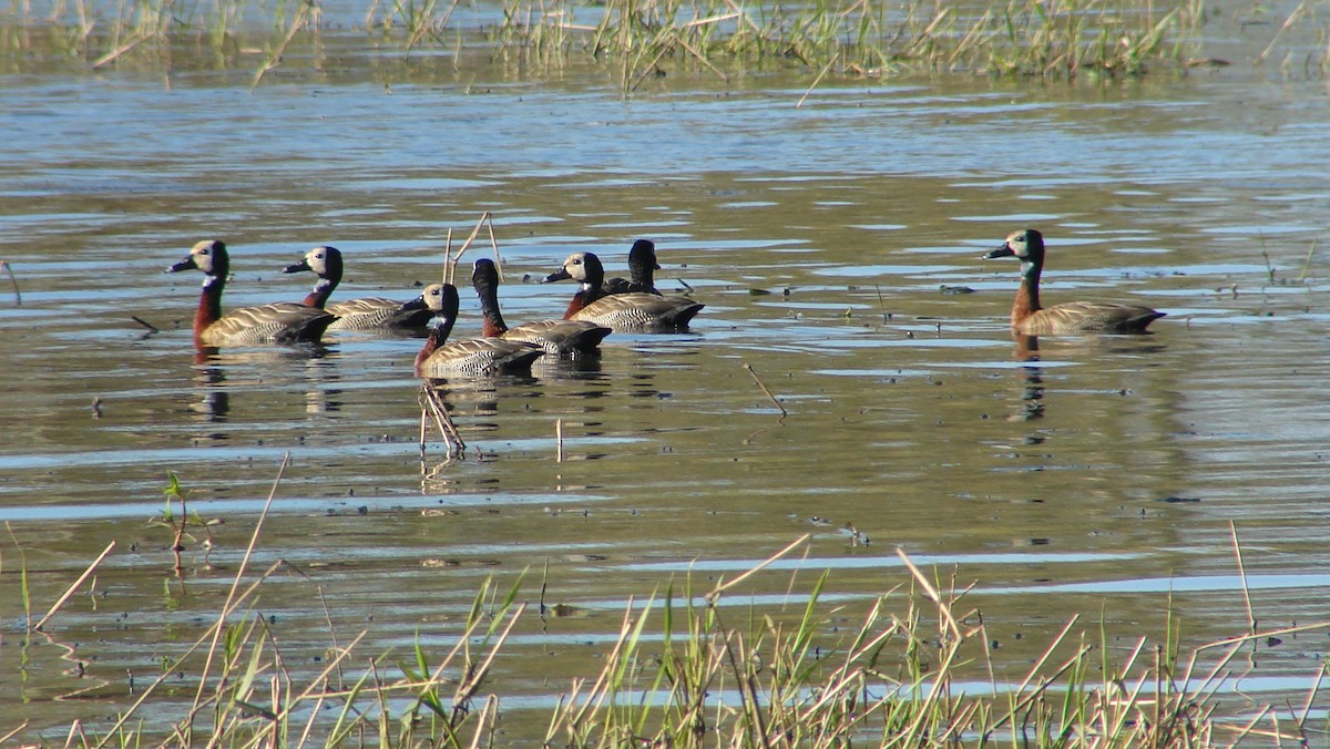 White-faced Whistling-Duck - ML620307515