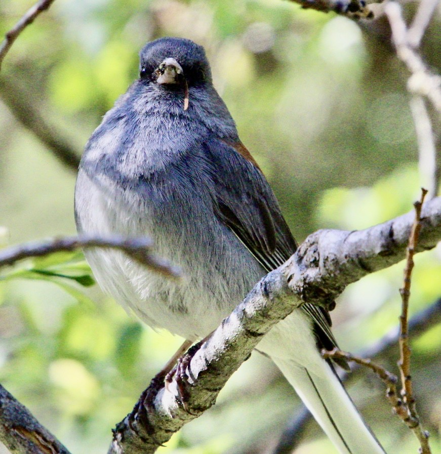 Junco ardoisé - ML620307519