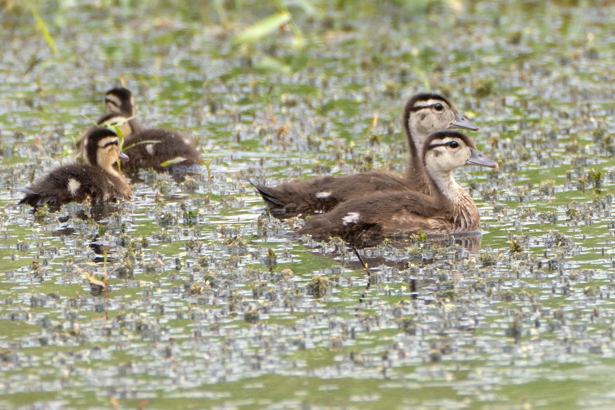 Wood Duck - ML620307524