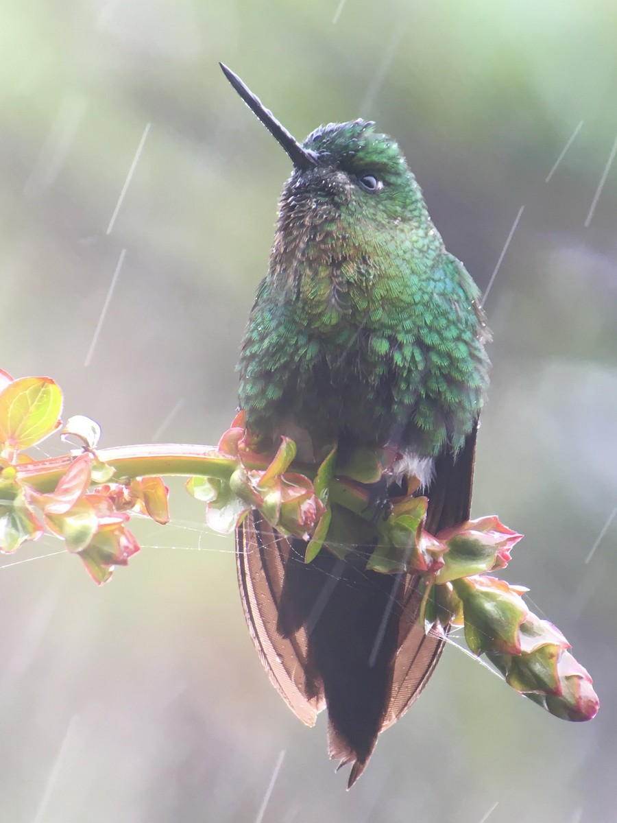 Sapphire-vented Puffleg - ML620307525