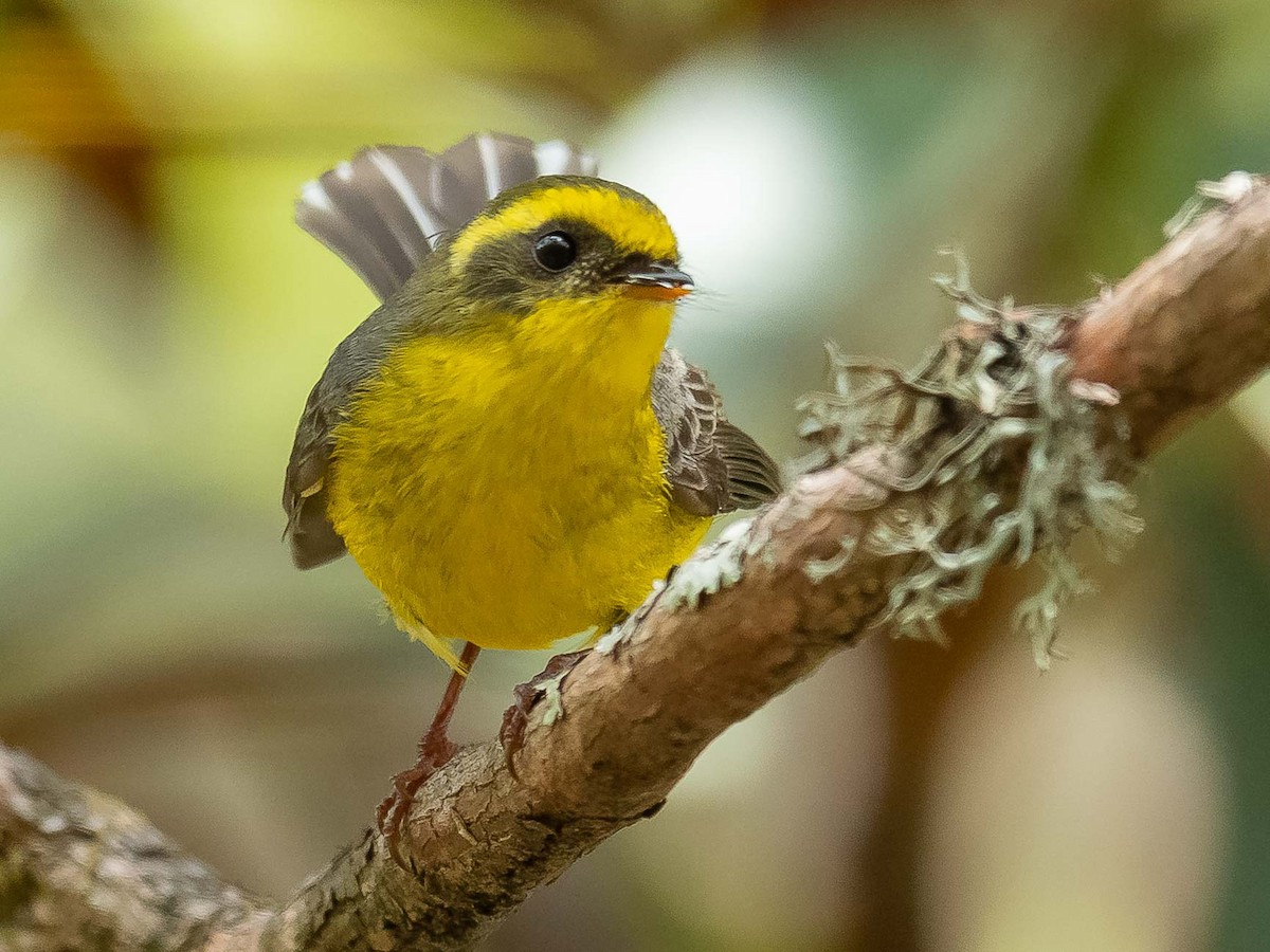 Yellow-bellied Fairy-Fantail - ML620307533