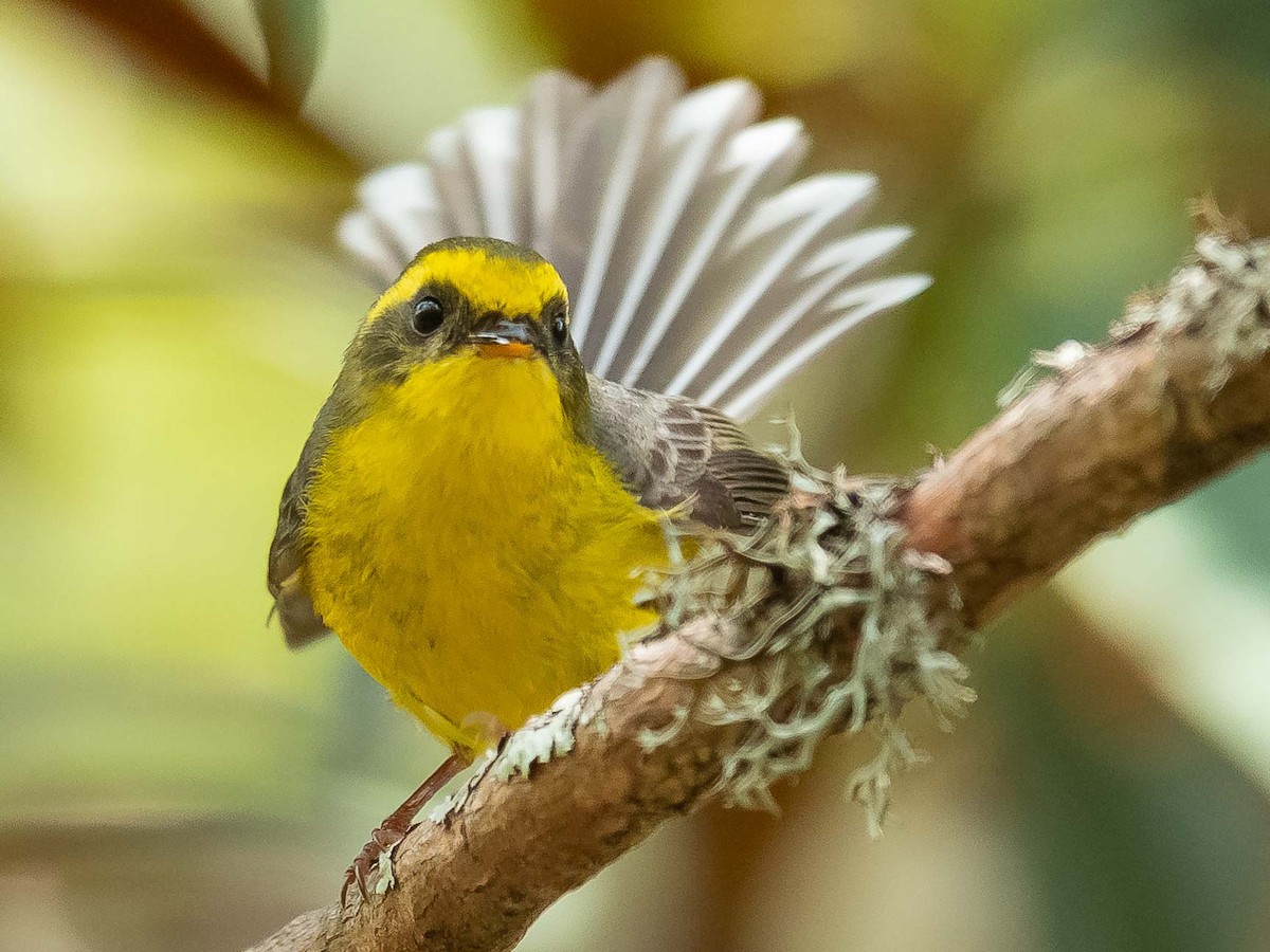 Yellow-bellied Fairy-Fantail - ML620307534