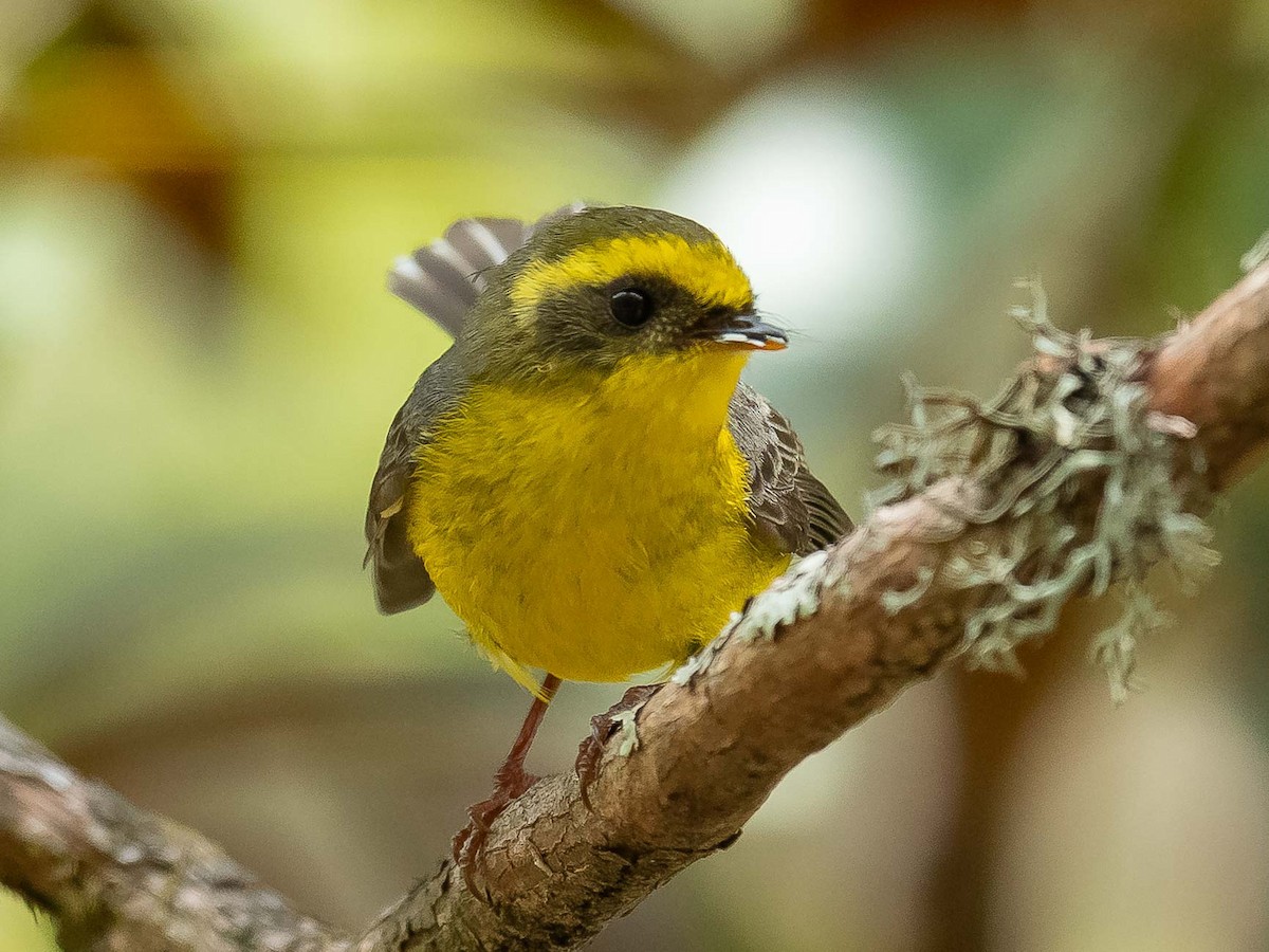 Yellow-bellied Fairy-Fantail - ML620307535