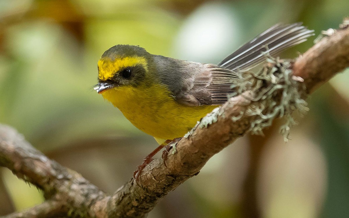 Yellow-bellied Fairy-Fantail - ML620307536