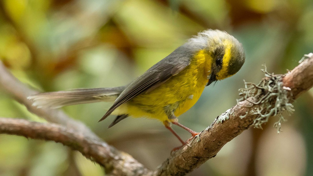 Yellow-bellied Fairy-Fantail - ML620307537