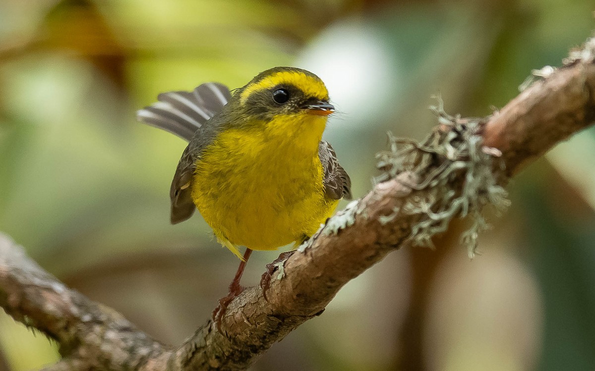 Yellow-bellied Fairy-Fantail - ML620307538