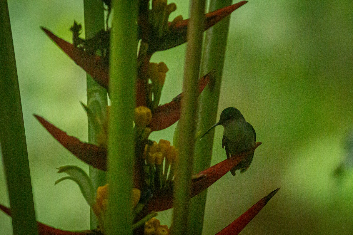 kolibřík vidloocasý - ML620307539
