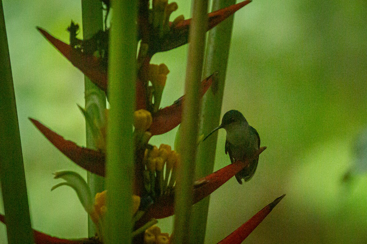 kolibřík vidloocasý - ML620307540