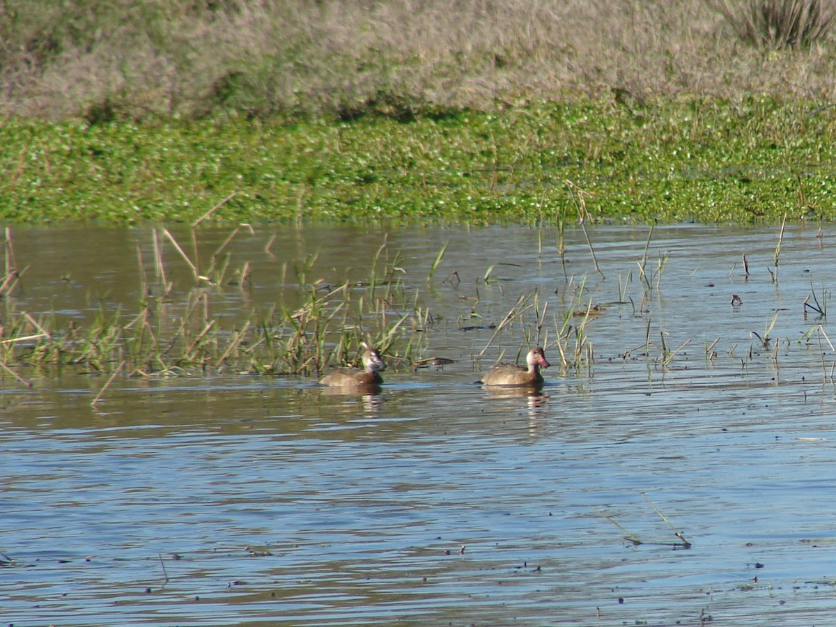 Canard amazonette - ML620307541