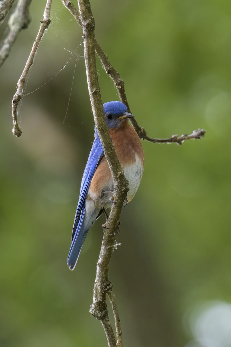 Eastern Bluebird - ML620307547