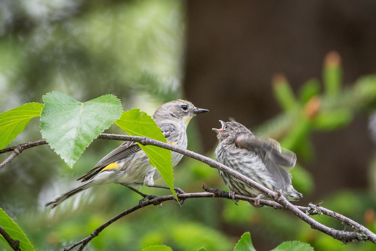 Yellow-rumped Warbler (Audubon's) - ML620307550