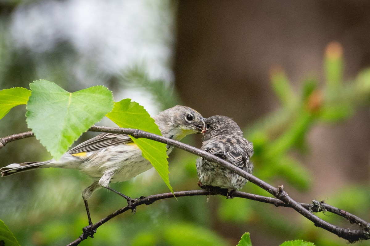 Yellow-rumped Warbler (Audubon's) - ML620307552