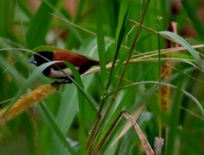 Tricolored Munia - ML620307585