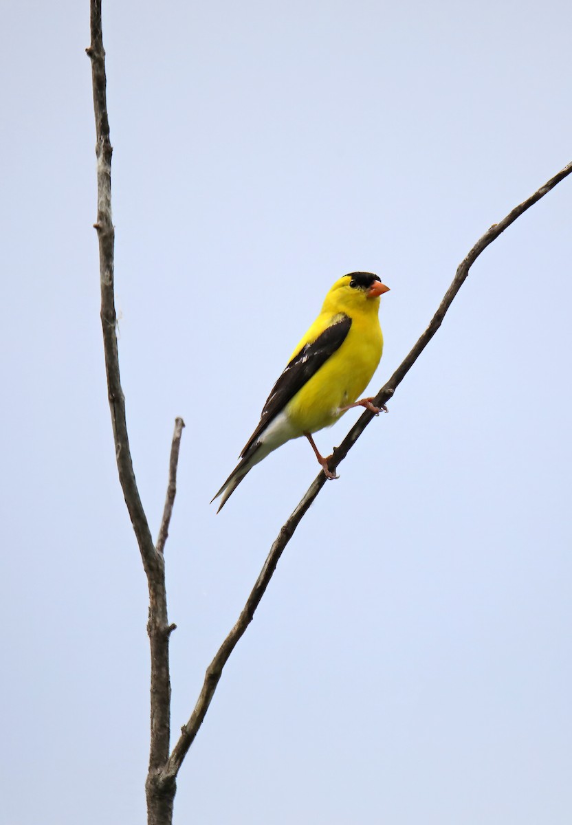 American Goldfinch - ML620307587