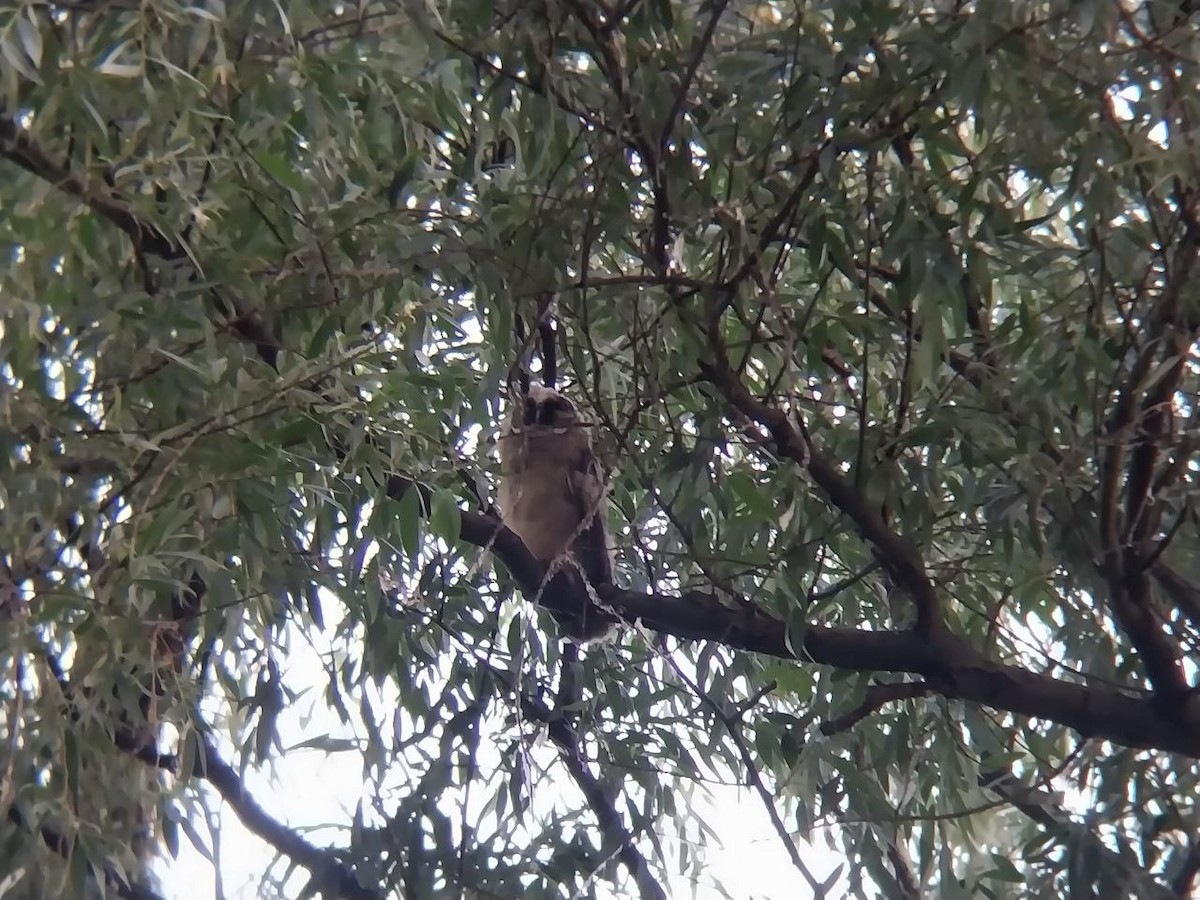 Long-eared Owl - ML620307595