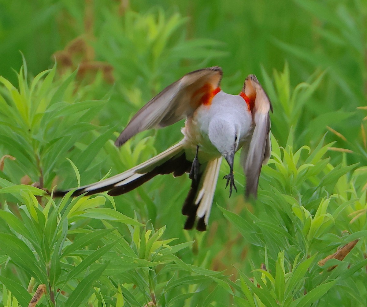 Scissor-tailed Flycatcher - ML620307597