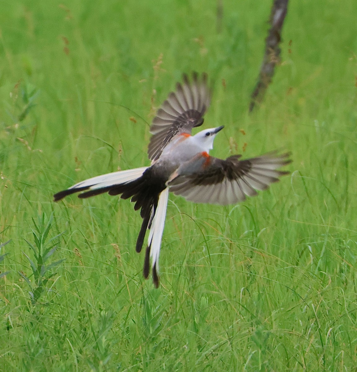 Scissor-tailed Flycatcher - ML620307602