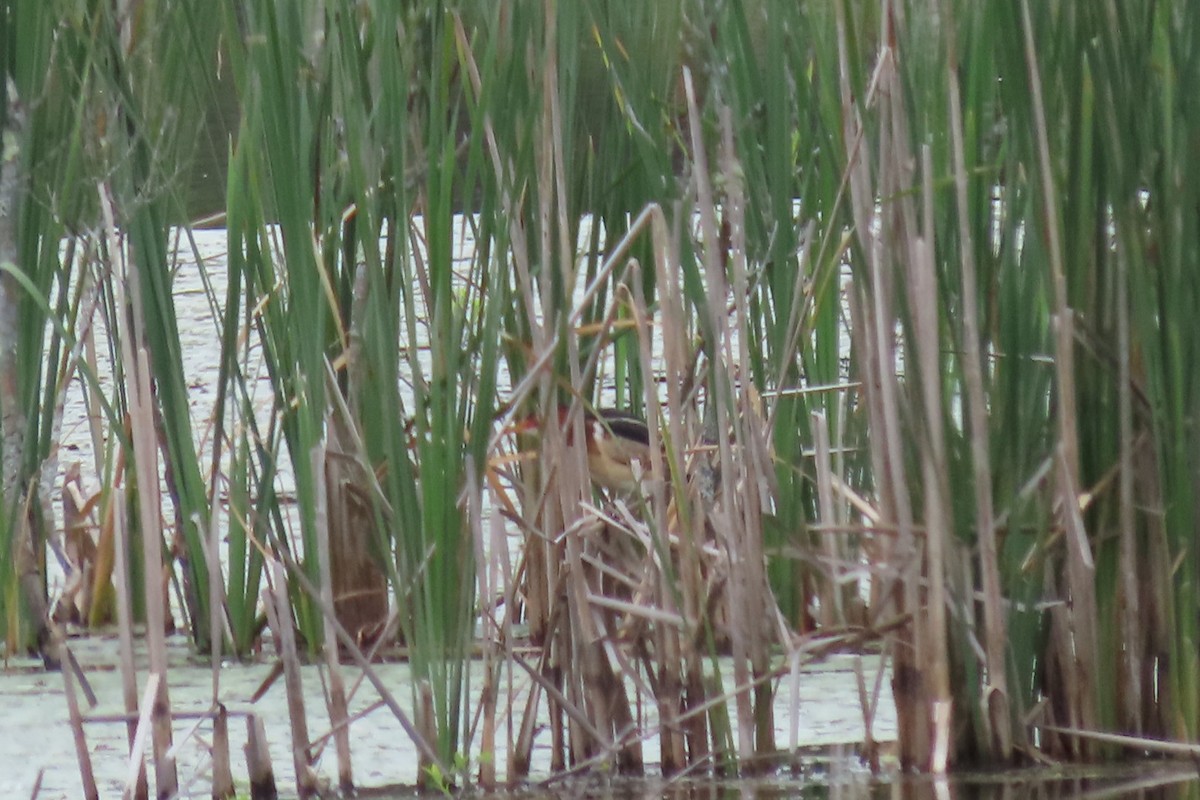 Least Bittern - ML620307609