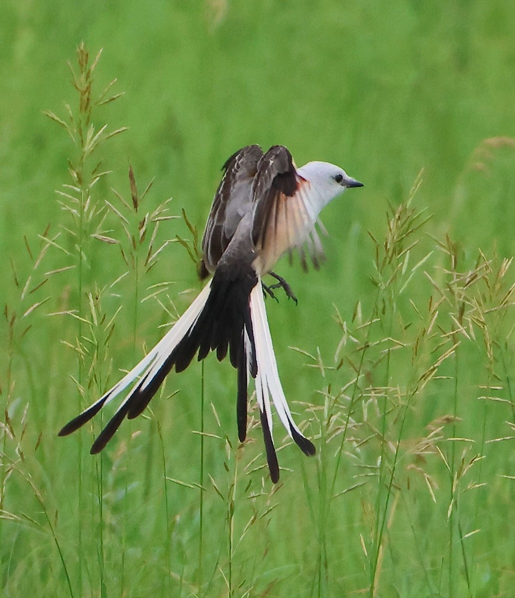 Scissor-tailed Flycatcher - ML620307610