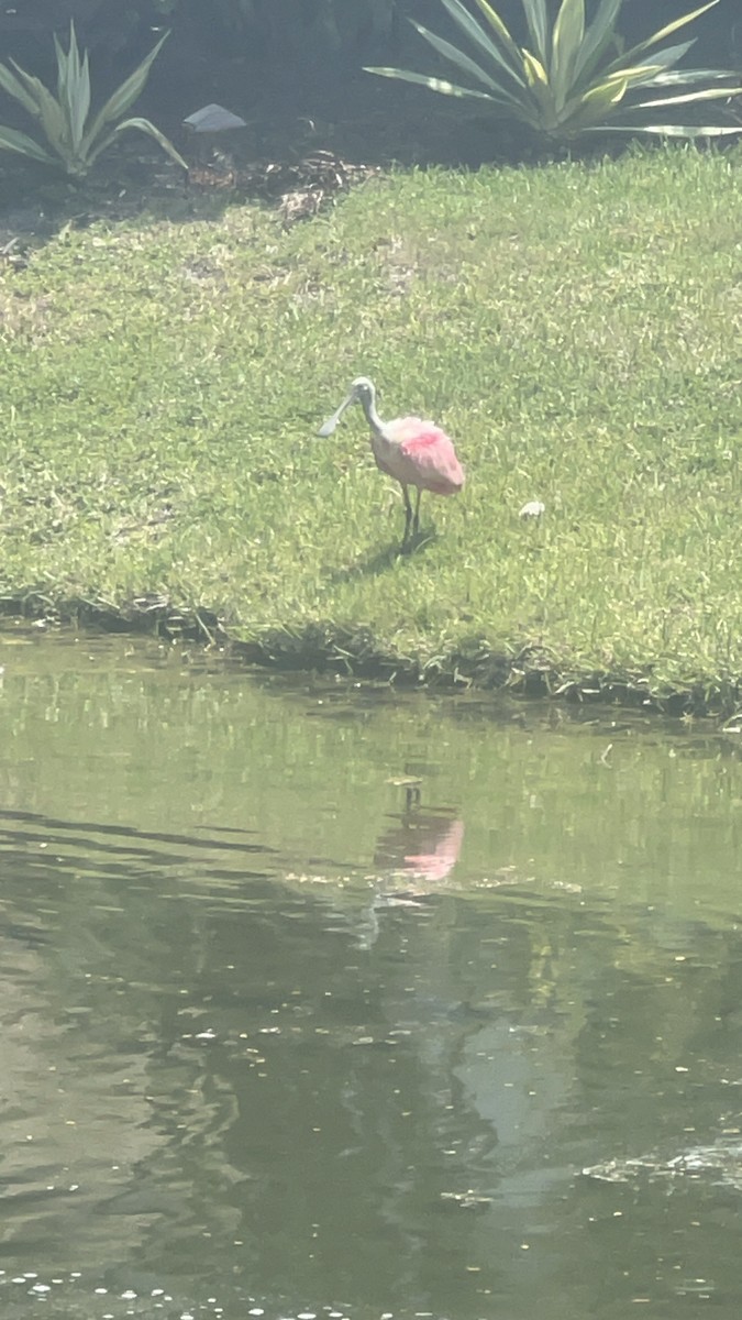 Roseate Spoonbill - ML620307623