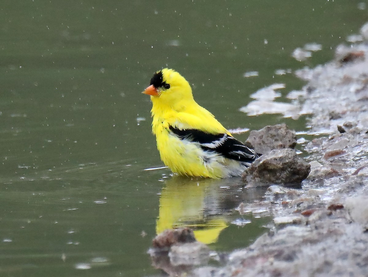 Chardonneret jaune - ML620307629