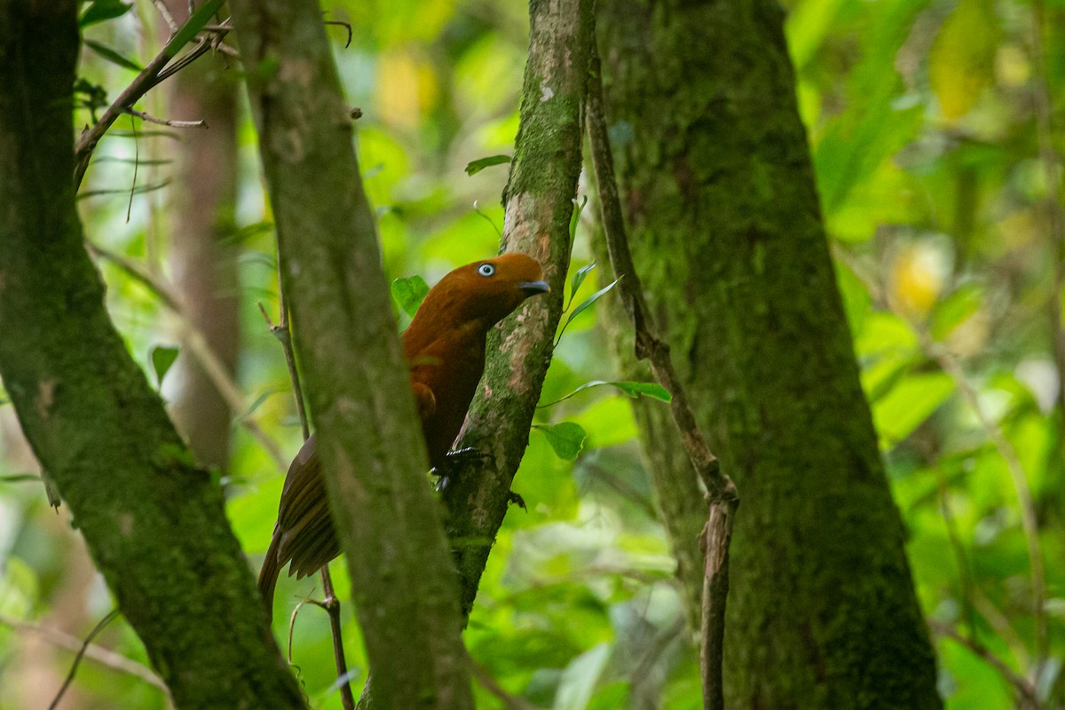 Andean Cock-of-the-rock - ML620307631