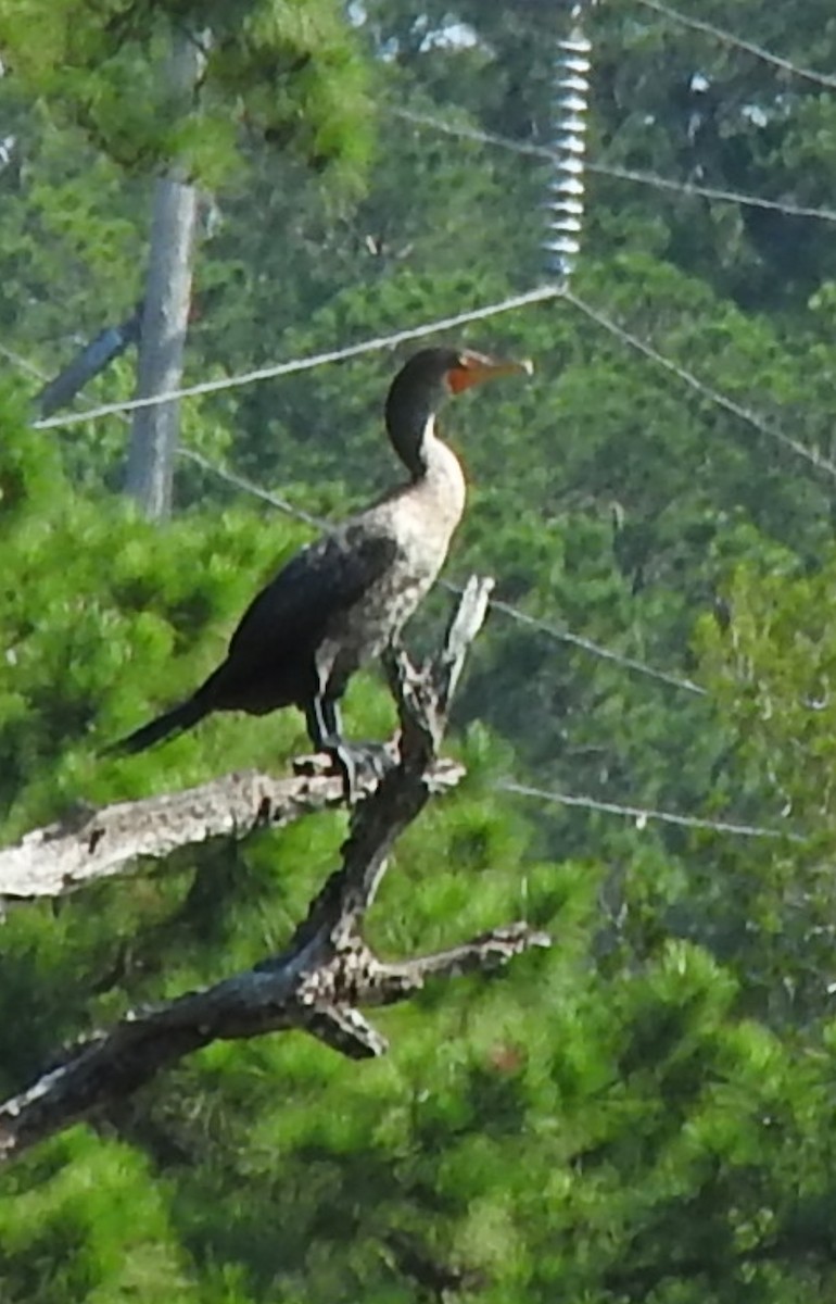 Double-crested Cormorant - ML620307642