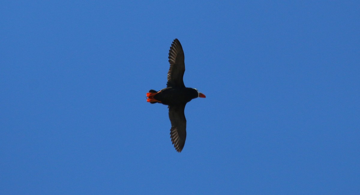 Tufted Puffin - ML620307644