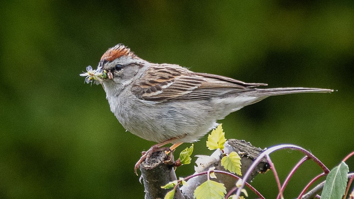 Chipping Sparrow - ML620307652