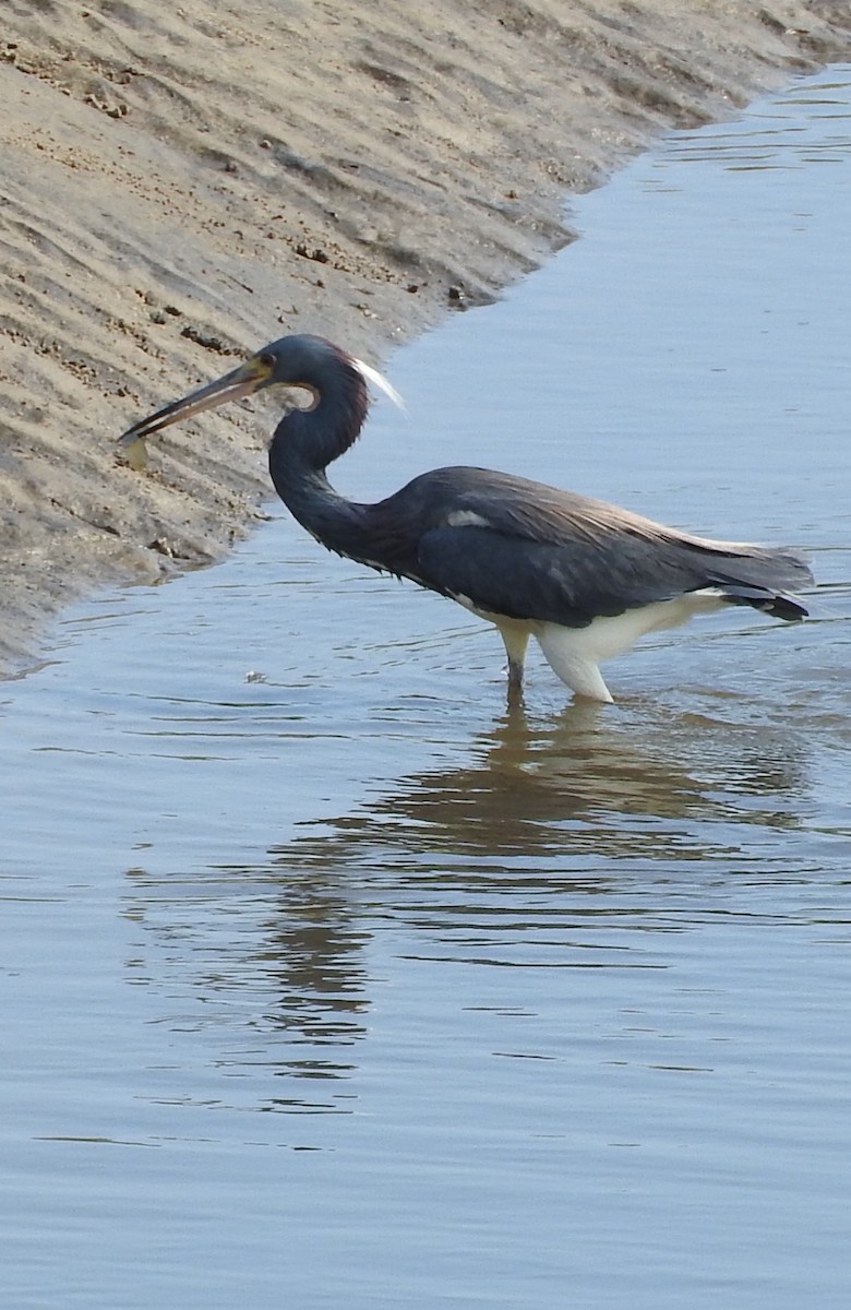 Tricolored Heron - ML620307654