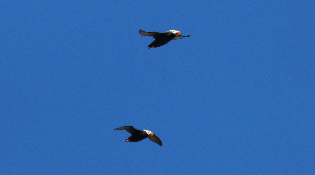 Tufted Puffin - Nels Nelson