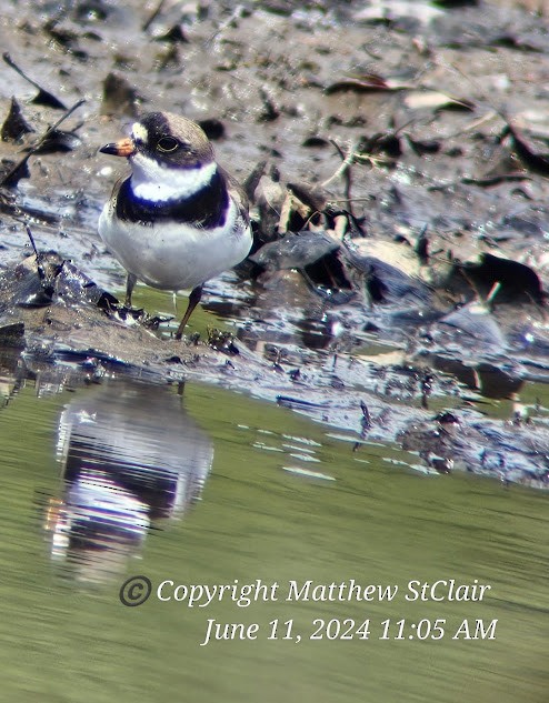 Semipalmated Plover - ML620307656