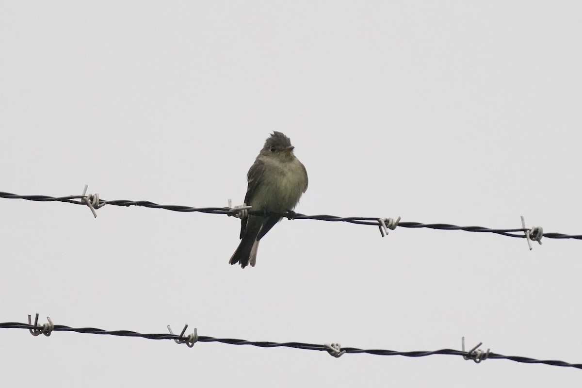 Eastern Wood-Pewee - ML620307657