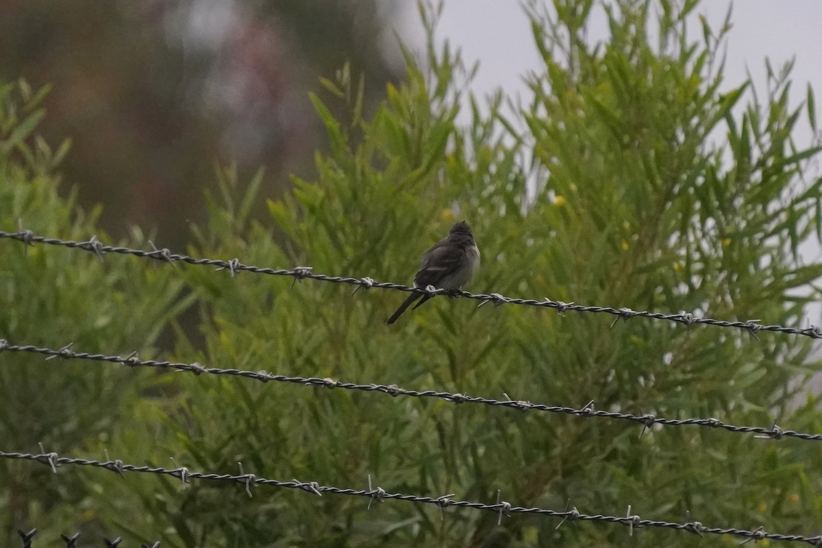 Eastern Wood-Pewee - ML620307658