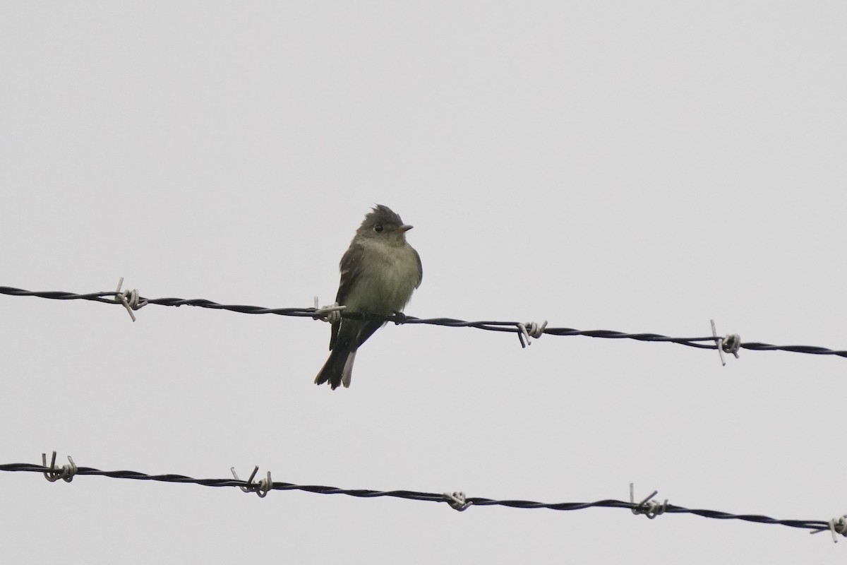 Eastern Wood-Pewee - ML620307660