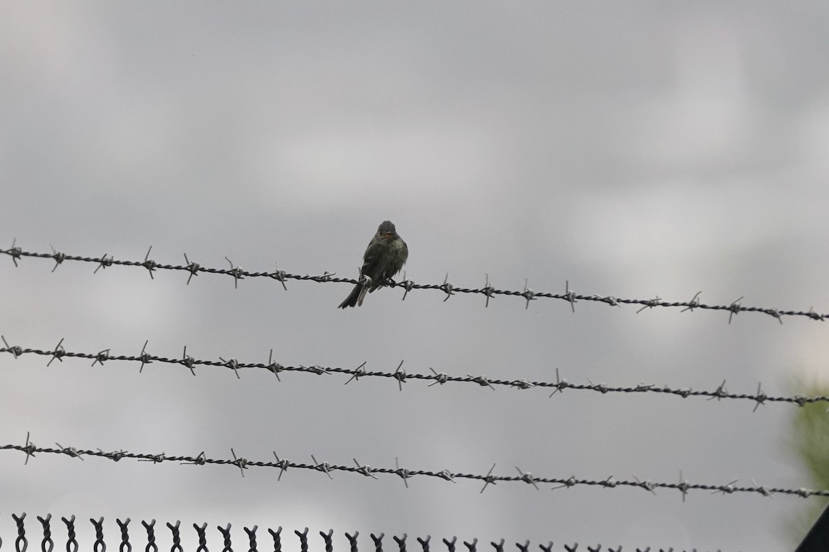 Eastern Wood-Pewee - ML620307665