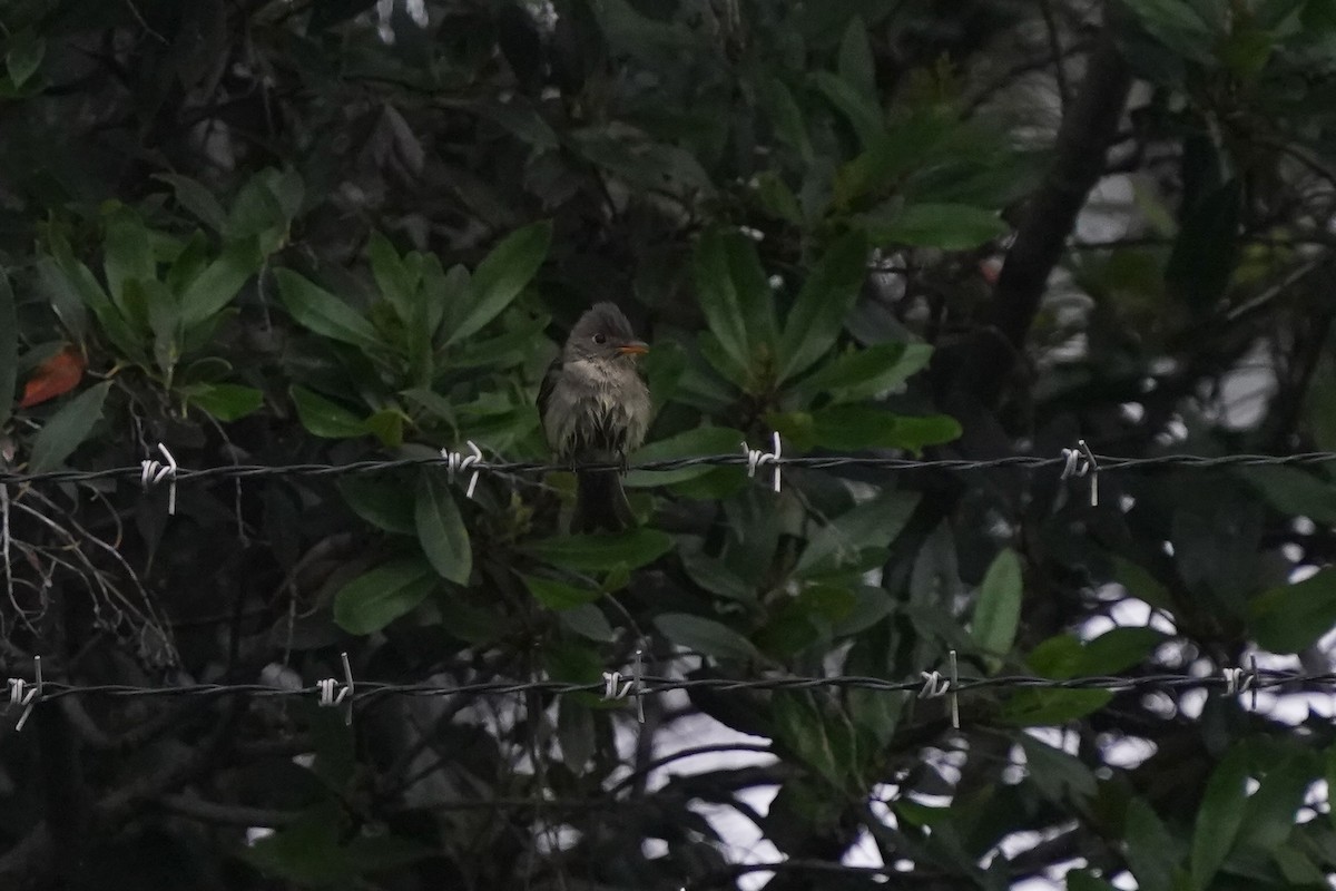 Eastern Wood-Pewee - ML620307666