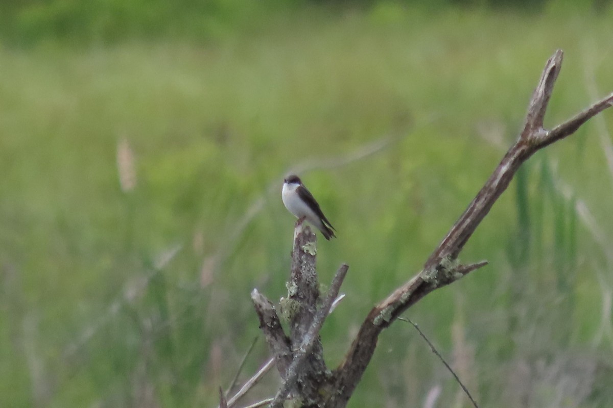 Golondrina Aserrada - ML620307667