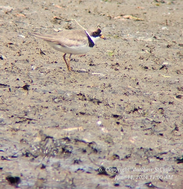 Semipalmated Plover - ML620307670
