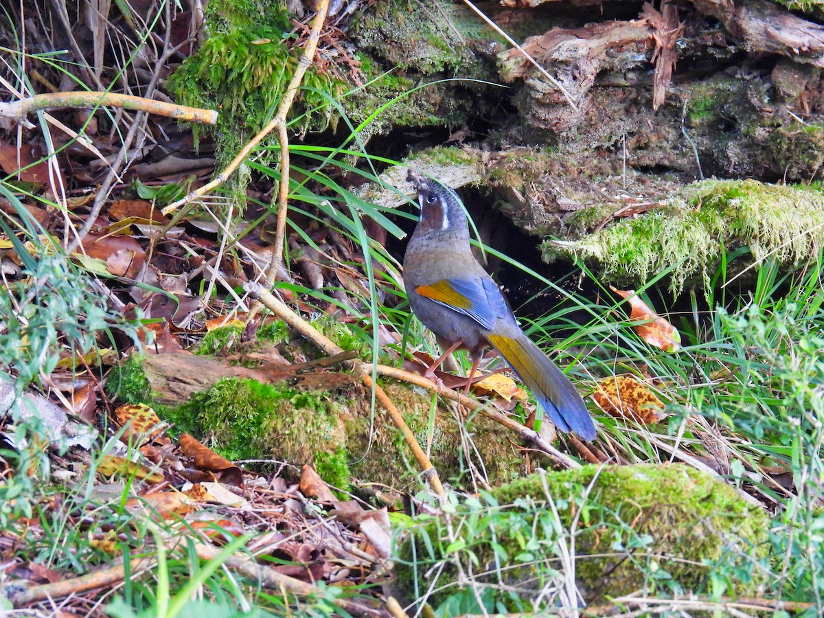 White-whiskered Laughingthrush - ML620307673