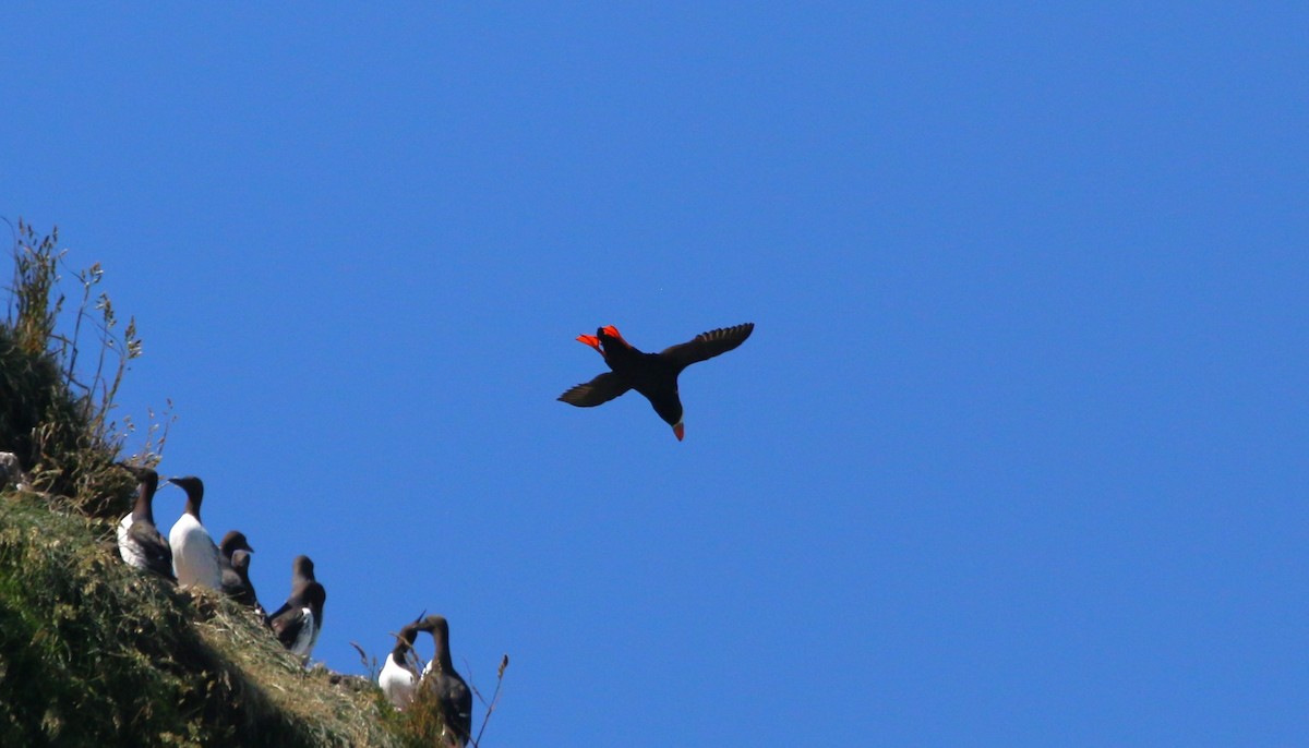 Tufted Puffin - ML620307674