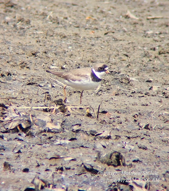 Semipalmated Plover - ML620307676