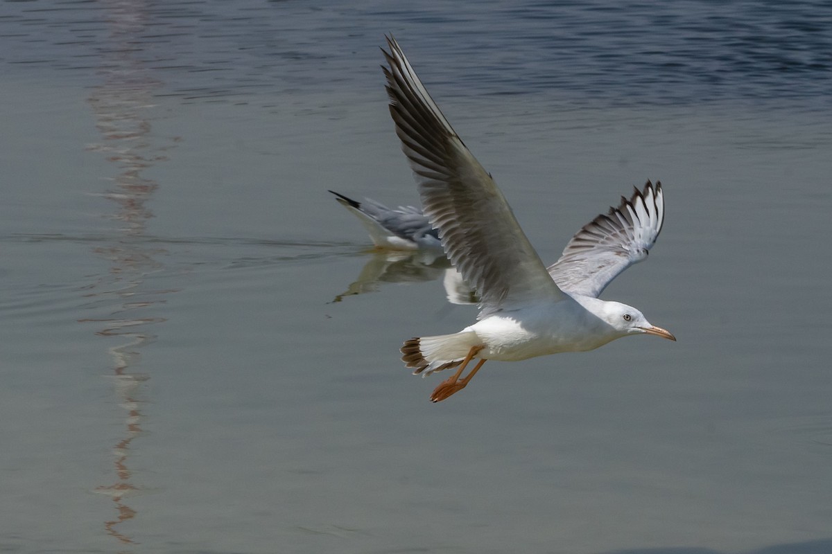 Slender-billed Gull - ML620307677