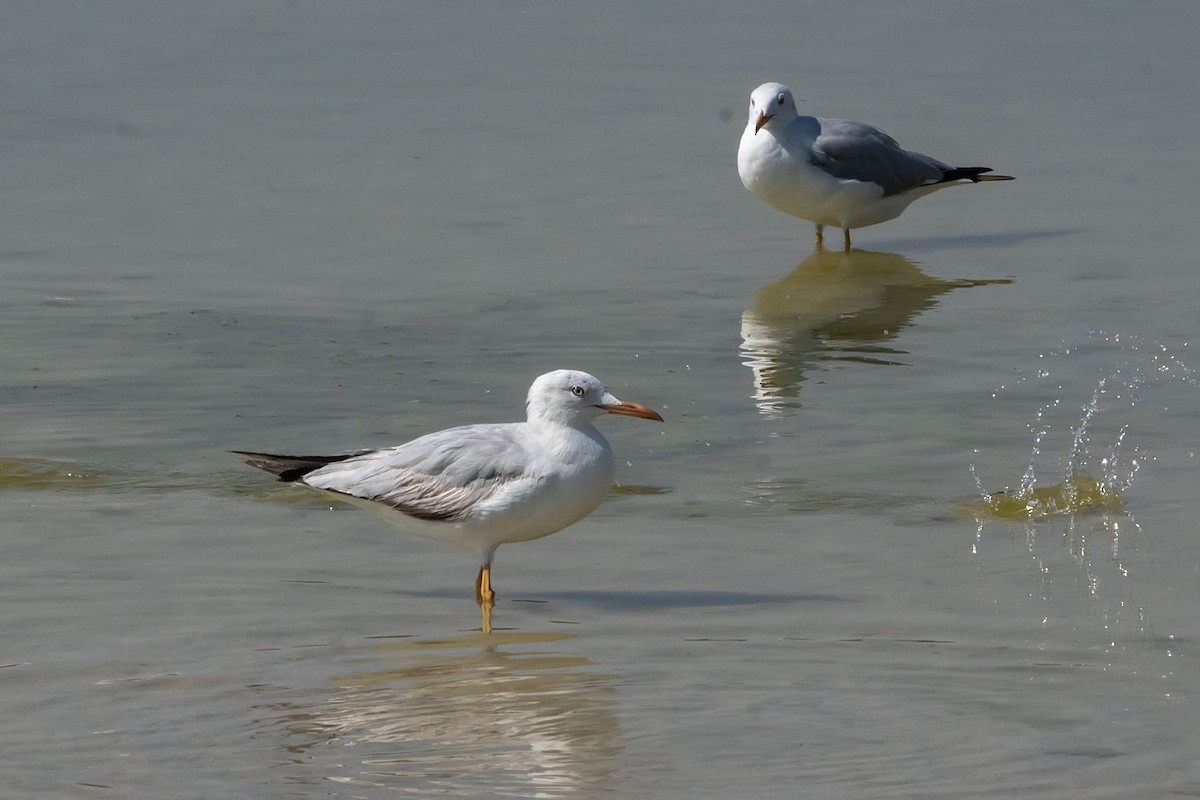 Slender-billed Gull - ML620307678